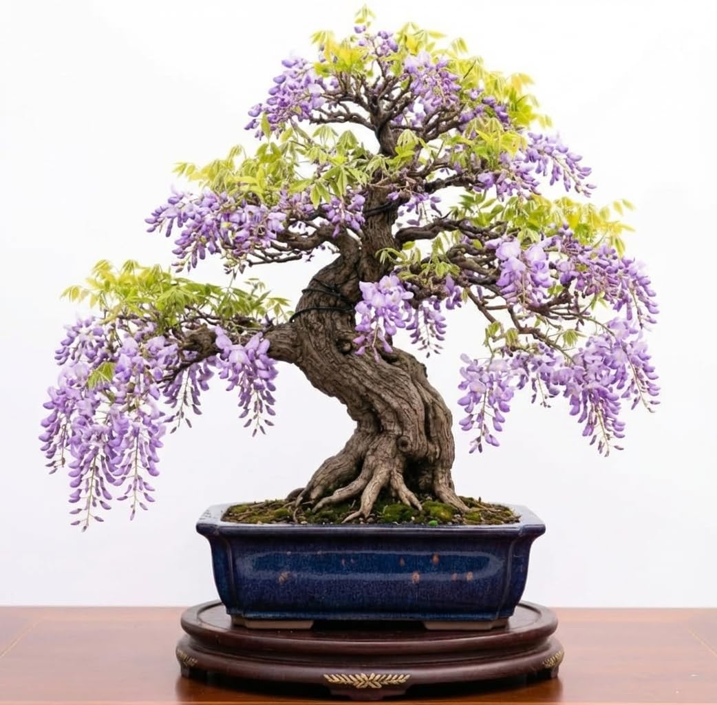 Wisteria Plant Live, Purple Wisteria Hardy Climbing Flowering Vine 4'' Pot, Outdoor Trellis, Arbor or Fence Vine Starter