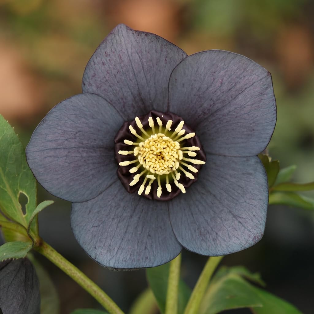 Perennial Farm Helleborus Winter Jewels 'Blue Diamond' – Live Lenten Rose in 1 Quart, Double Bluish-Purple Blooms, Early Spring Color, Shade Loving, Deer Resistant, Ideal for Woodland Gardens