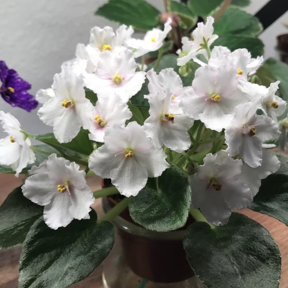 African Violet Live Plant in 4 Inch Pot, Flowering Houseplant, Easy Care Indoor Plant with Vibrant Blooms (White African Violet)