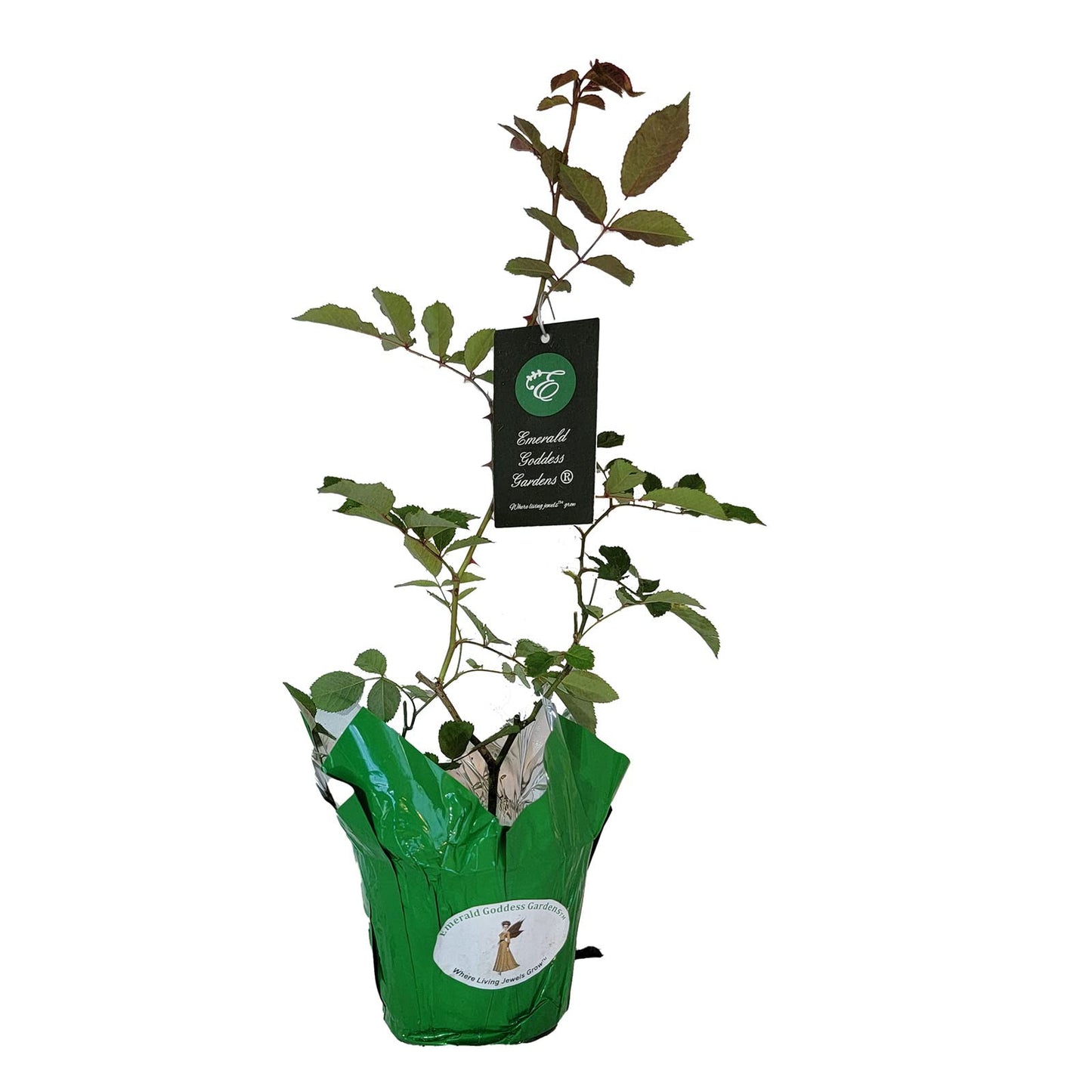 Prom Queen Climbing Rose - Antique Heirloom Rosa Hybrid - Live Plant - Perpetual Fragrant Double White Pink Flower - Emerald's - Starter Size - 4 Inch Pot