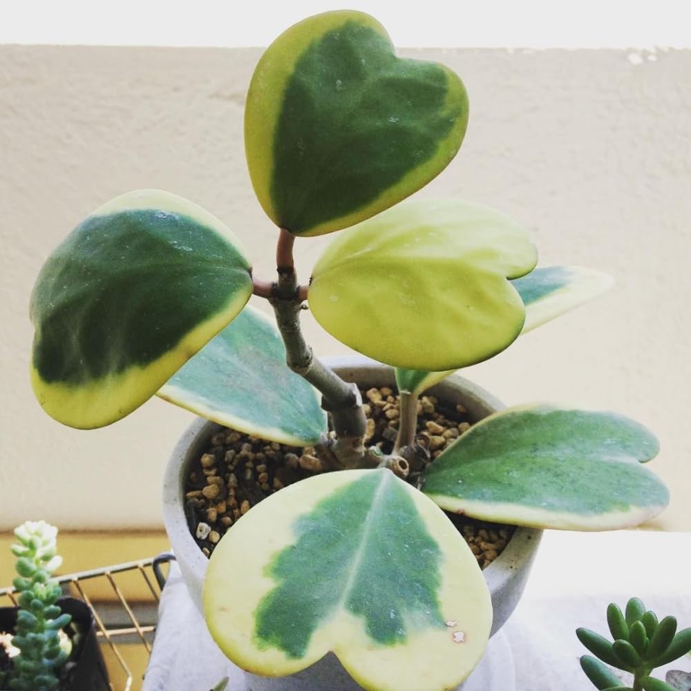 Hoya Plant Live, Variegated Kerri Hoya in 4'' Pot, Rare Heart-Shaped Succulent Vine with Cream and Green Leaves, Live Indoor Houseplant