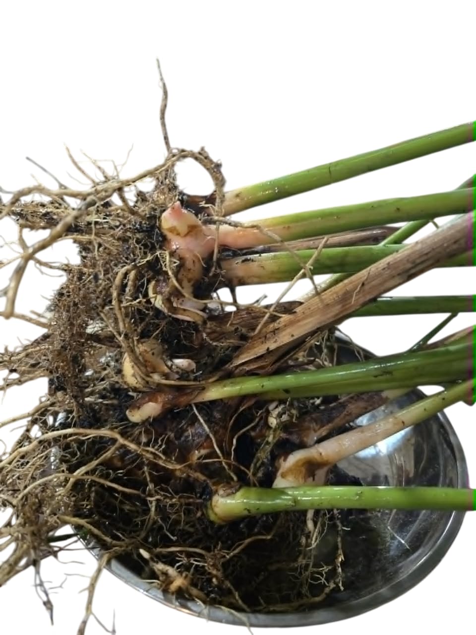 Set 4 Ginger Shampoo Plants Hawaiian Shampoo Ginger Awapuhi Zingiber Zerumbet Red Lily Gingers Roots with Stems, 5-8 Inch Tall