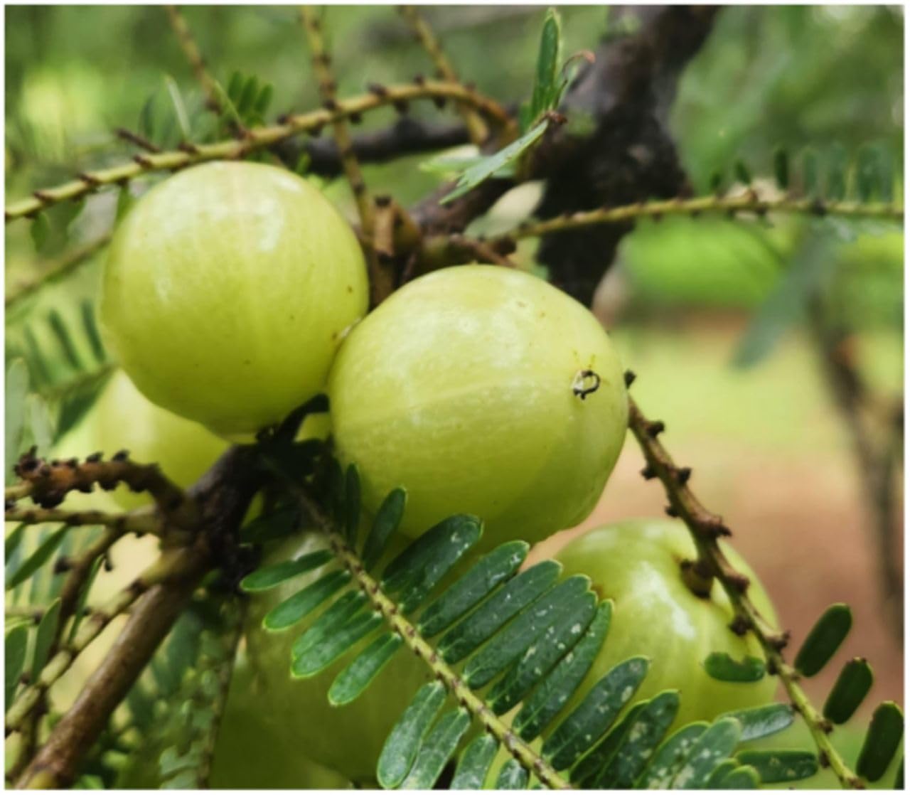 Indian Amla Seeds for Planting, Easy to Grow & High Yield, Home Garden Gooseberry Seeds, Suitable for Pots & Outdoors, Nutrient-Rich & Hardy Variety, Ideal for All Climates, Fast Germination