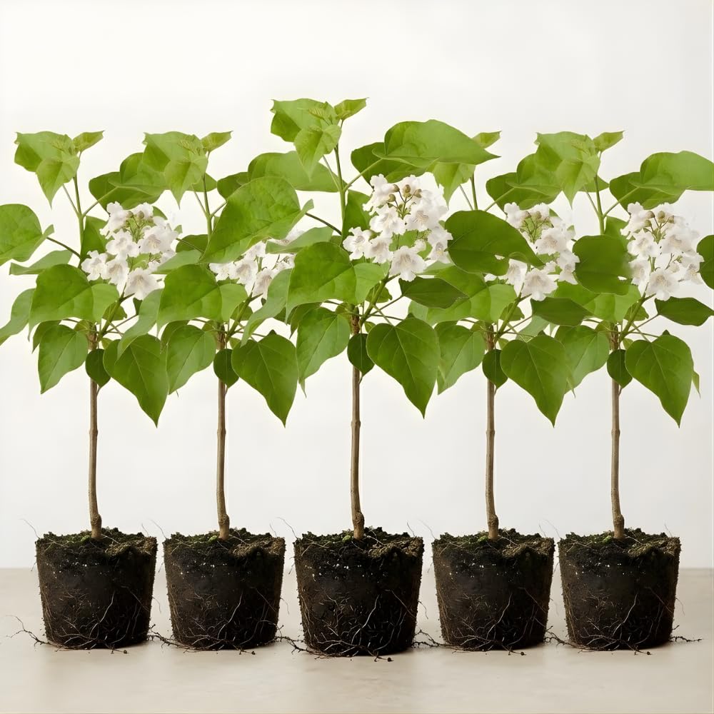 5 Catalpa Tree Live Plant – Native Catalpa Seedlings 1–2 Ft Tall | Fast-Growing Shade Trees for Outdoor Planting & Landscaping | Dormant Plant