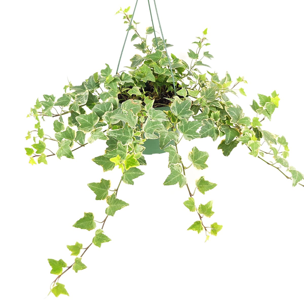 Glacier English Ivy (4" Grower Pot) - Trailing Indoor Houseplants - Eye-catching Ivy Plants - Live Healthy Trailing Houseplant for Home Office Decoration