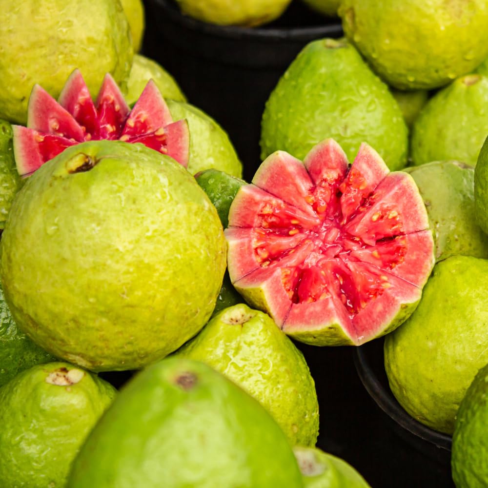 Red Guava Tree Live Plant, Edible Sweet Guava Fruit, 8 to 10 Inches Tall, Ideal for Backyard, Patio and Landscape