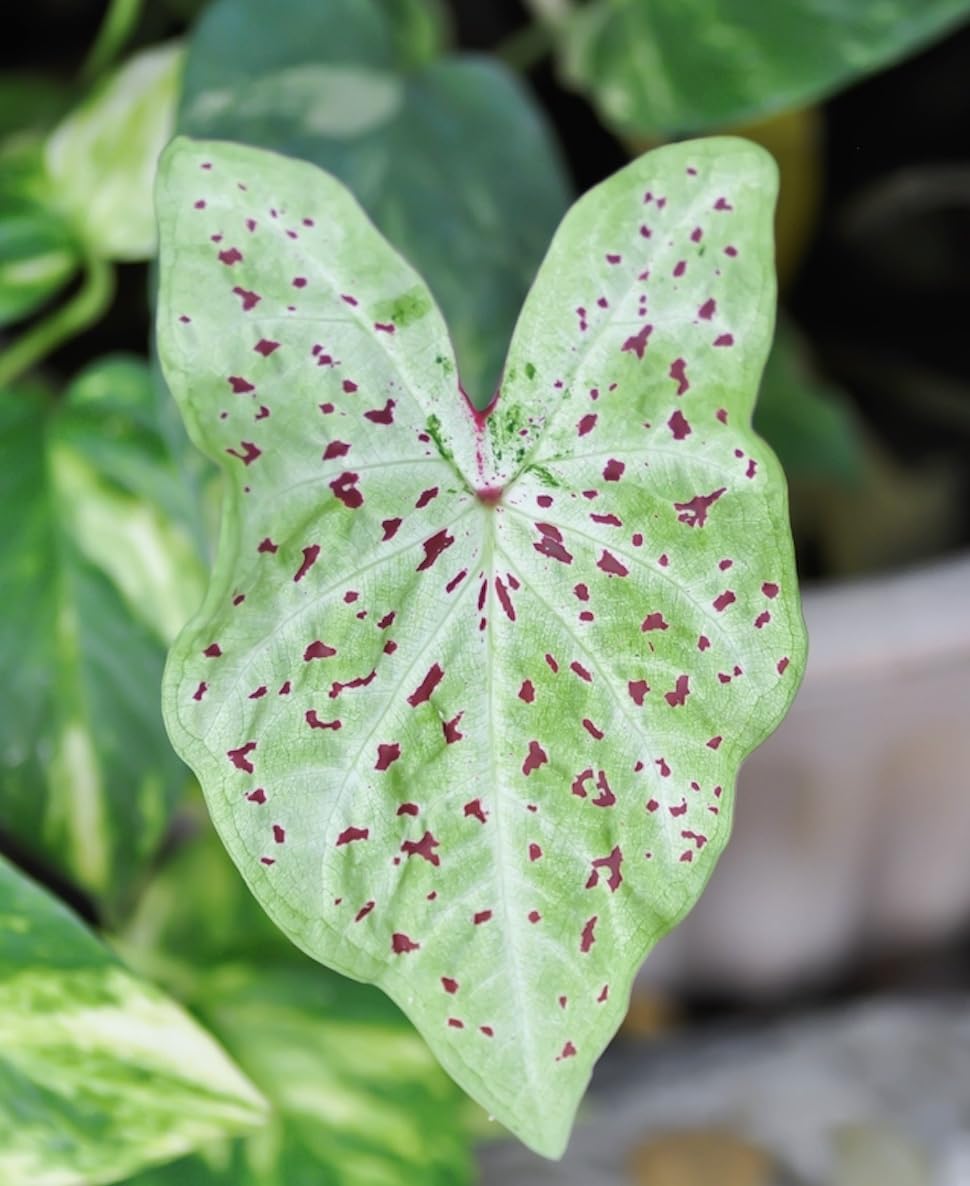 Miss Muffet Caladium Bulbs- Beautiful Chartreuse Leaves and Red Spots - Perennial Hosta, Elephant Ears, Fancy (12 Bulbs)