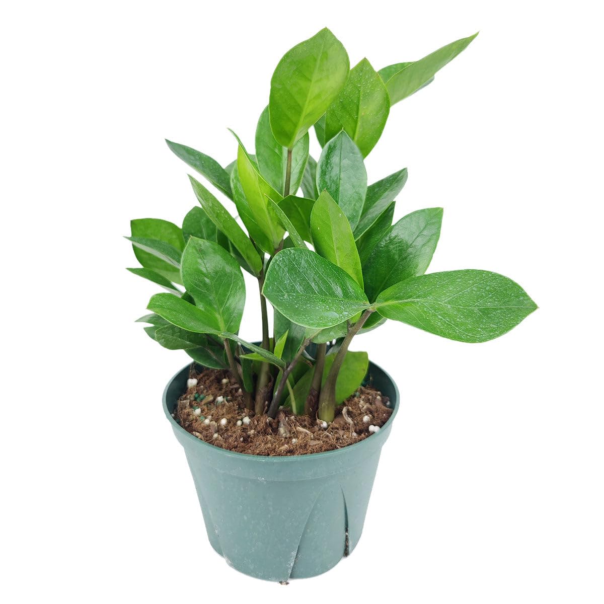 ZZ Plant (6 inch) - Lucky Houseplants - 4/6 inch Unique Live Decorative Houseplants - Easy to Care Indoor Plants, Perfect for Office, Home & Feng Shui Decor