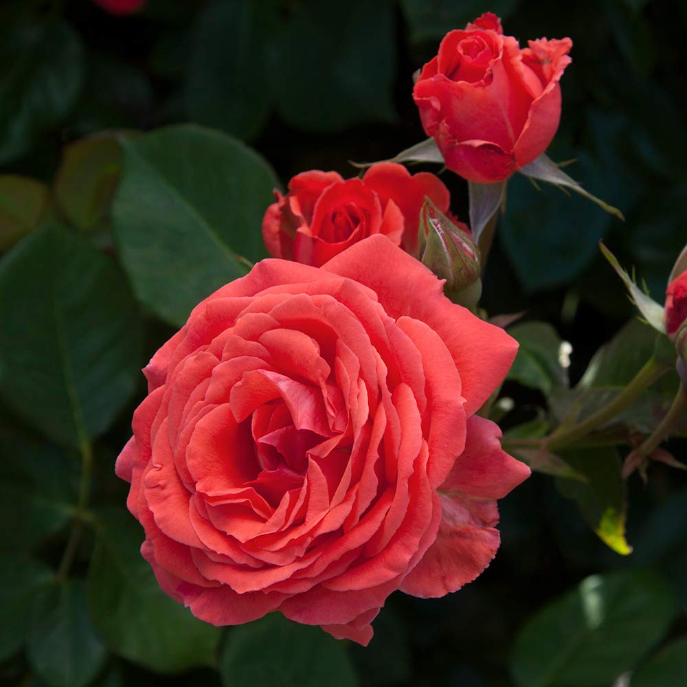 Heirloom Climbing Roses, Live Own Root Plant for Outdoor Garden, America™, Very Fragrant, Hardiness Zones 5-10, Continual Blooming