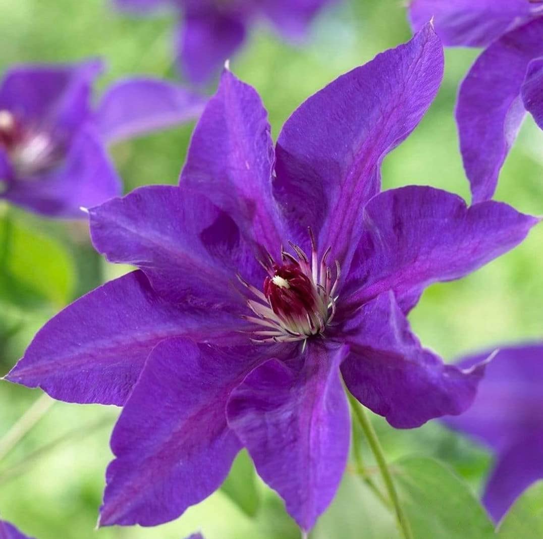 Votaniki Clematis The President Roots - Perennial Flower, Vibrant Blooms | Clematis The President - Starter Plants Ready for The Garden - Purple Blue Flowering Vine, Easy to Grow (1 Pack)
