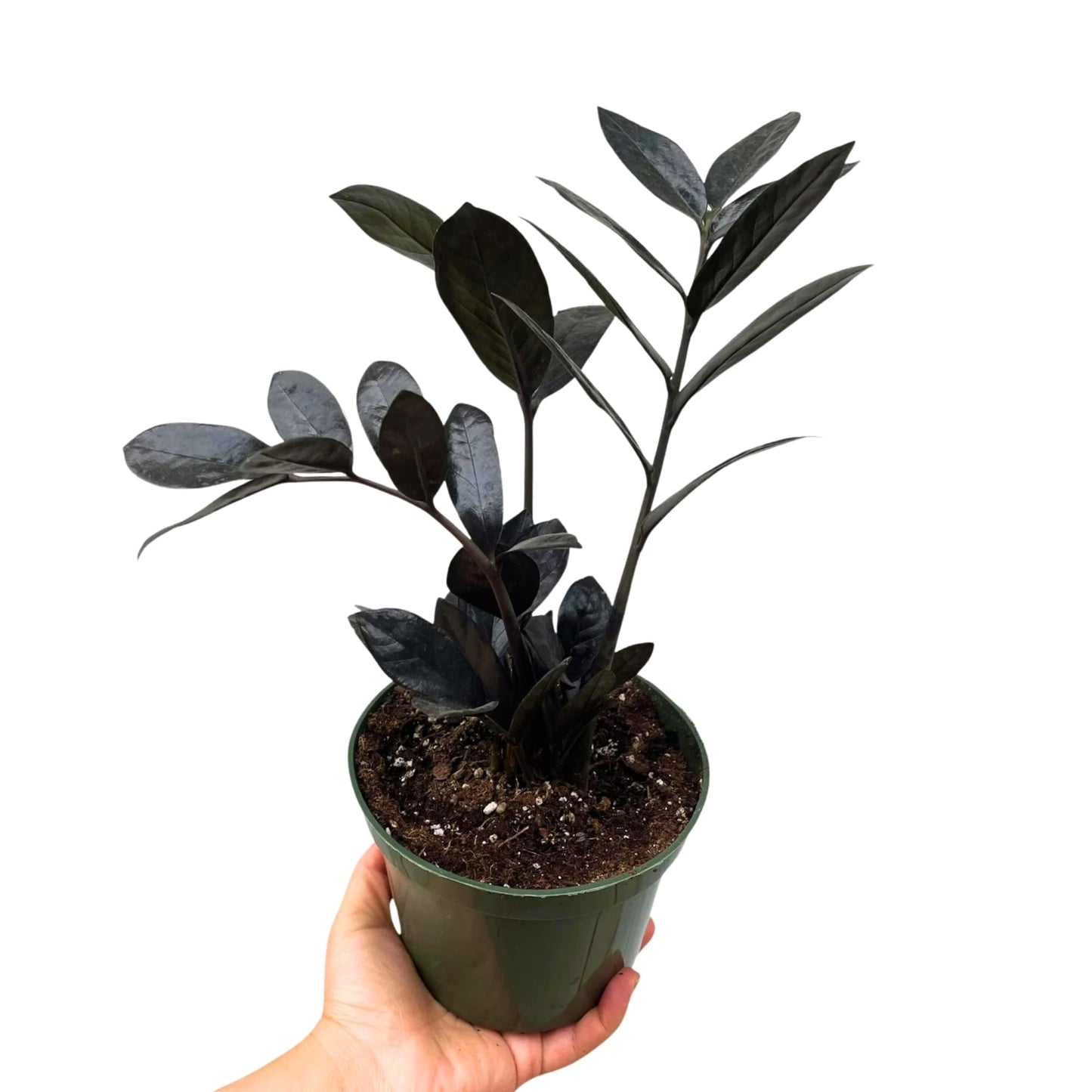 PLANTVERS Raven ZZ Plant in Nursery Pot | Zamioculcas Zamiifolia ‘Raven’ | Low-Light Black Foliage Indoor Plant | Drought-Tolerant Air Purifier for Home or Office (4" Grow Pot)