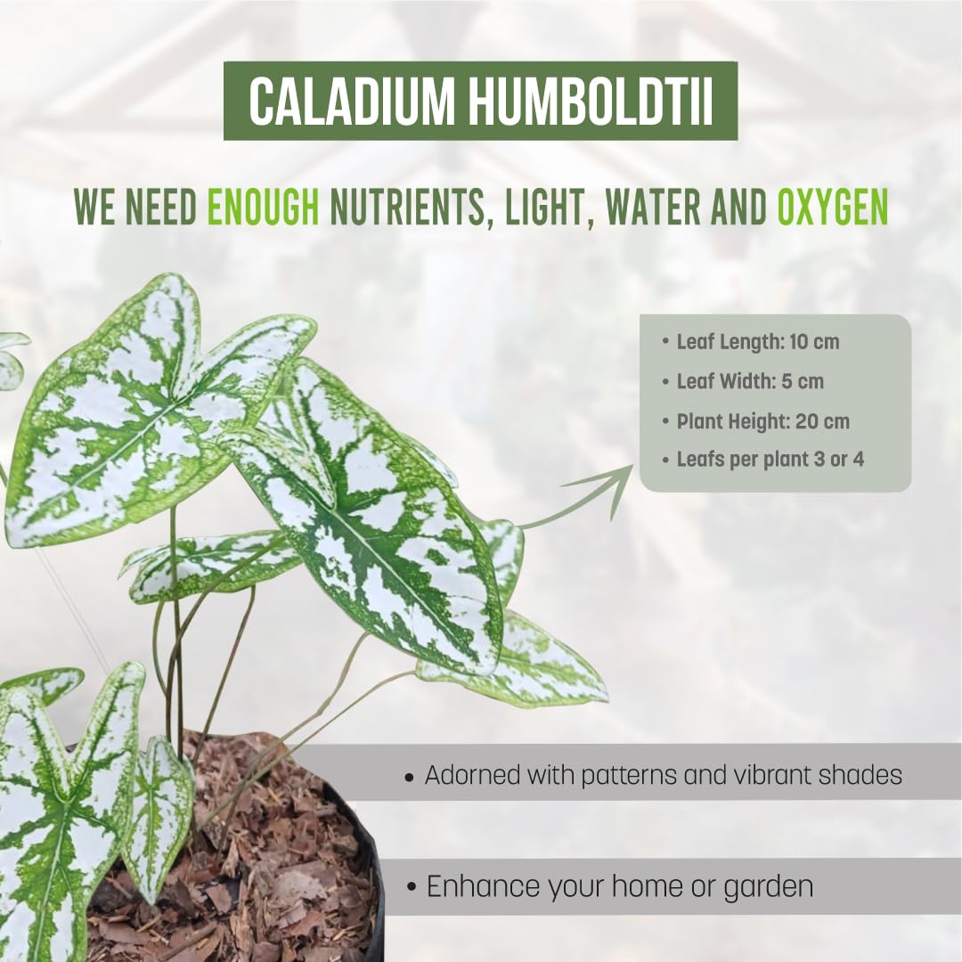 LEAL PLANTS ECUADOR Caladium Humboldtii (Pack of 2) | Pink Symphony Caladium Bulbs | Live Evergreen Indoor Plant | Elephant Ear Plant | Heart of Jesus, Angel Wings | Natural Décor for Home or Garden
