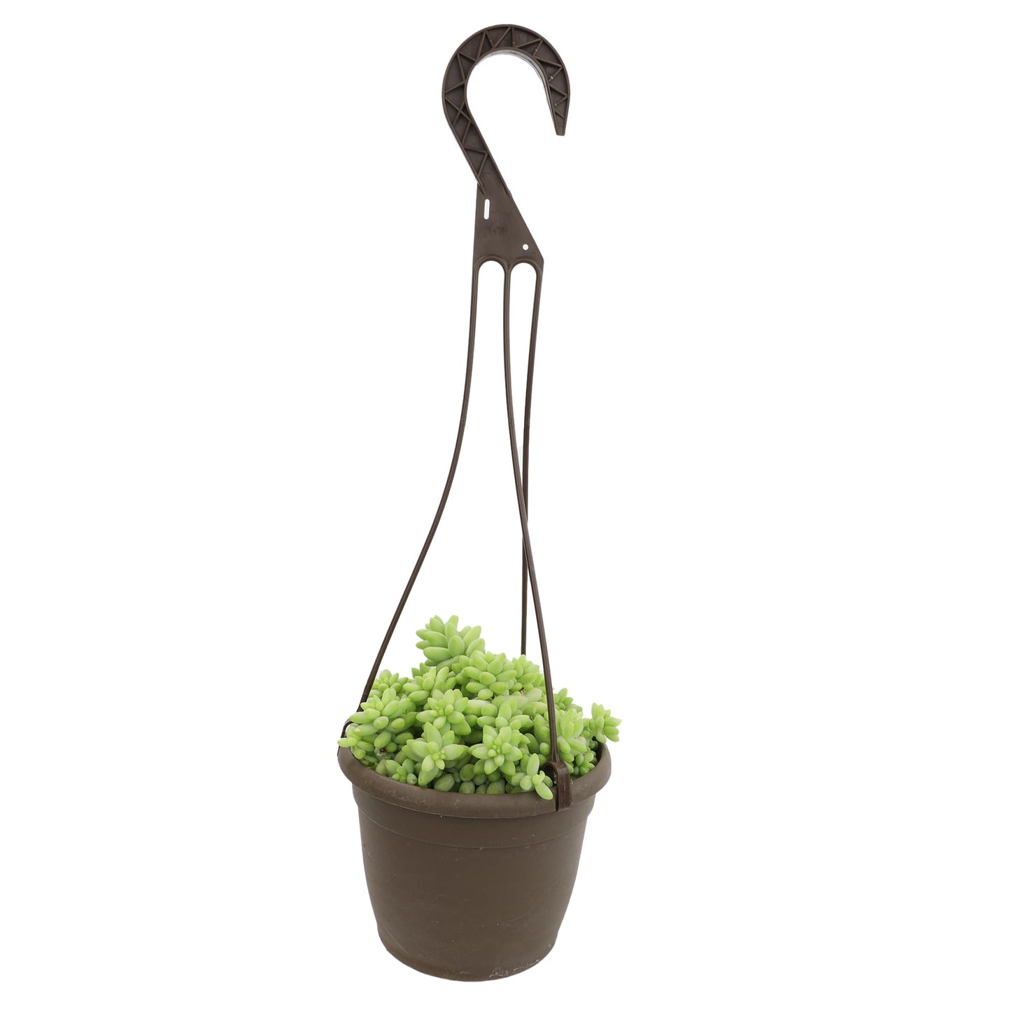 6" Sedum Burrito, Burros Tail Succulent Plants Live Succulent, Sedum Plants Live Succulents Plants Live Houseplants Live Indoor Plants Live Plants Indoor House Plants Indoors Live by Plants for Pets