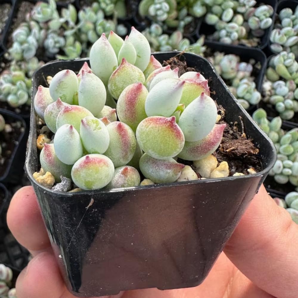 2" Pot Cotyledon Pendens Succulent Plant Live, Trailing Succulent House Plant for Home Office Decoration, Rare Indoor Live Plant