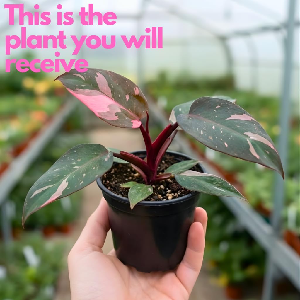 Philodendron Pink Princess Plants | Pink Princess Plant Live Houseplant in 4” Inch Pot | Easy-Care Indoor Plant for Shelves, Desks & Modern Spaces