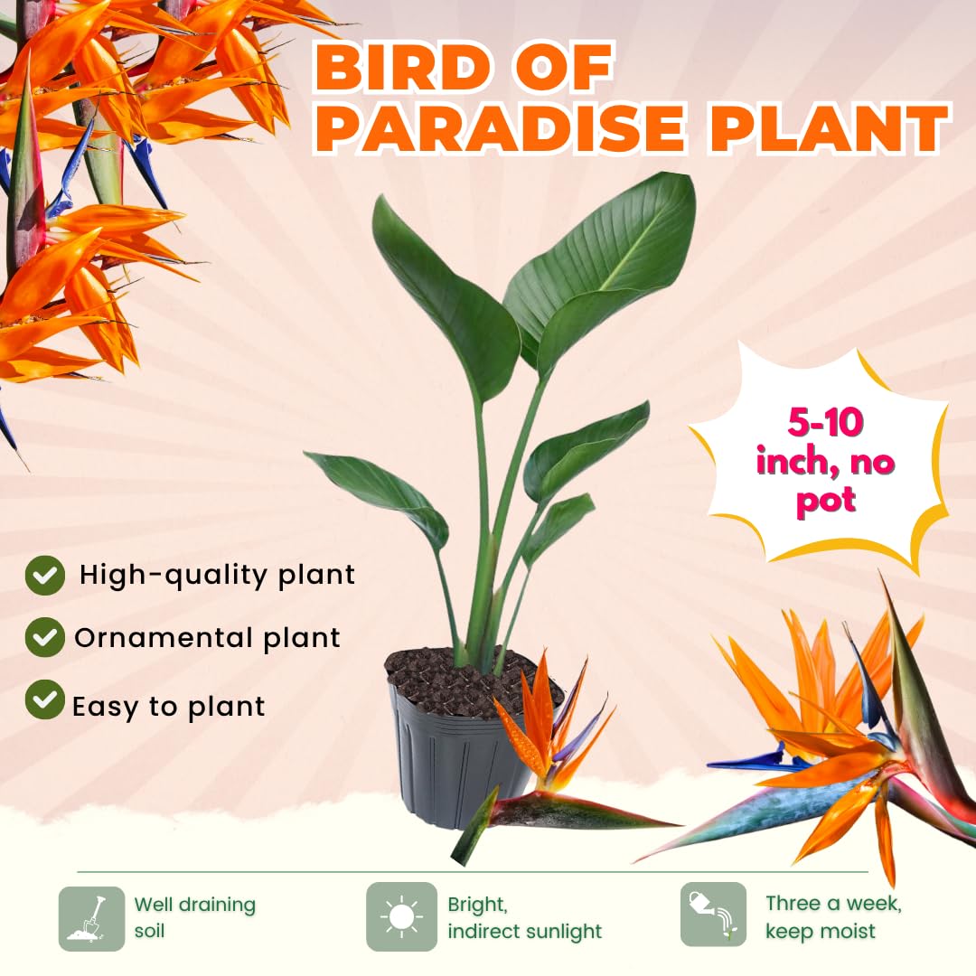 Bird of Paradise Live Plant to Grow, 5 to 9 Inches Tall, Strelitzia Reginae Bird of Paradise, Tropical Outdoor Plant (Orange Bird of Paradise)