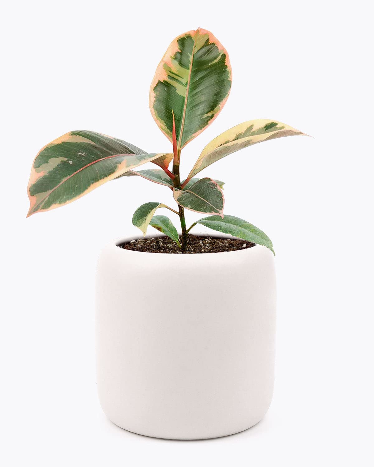 Ficus Elastica Ruby Pink (4'' Grower Pot) - Healthy Houseplant - Easy Care Indoor Houseplant