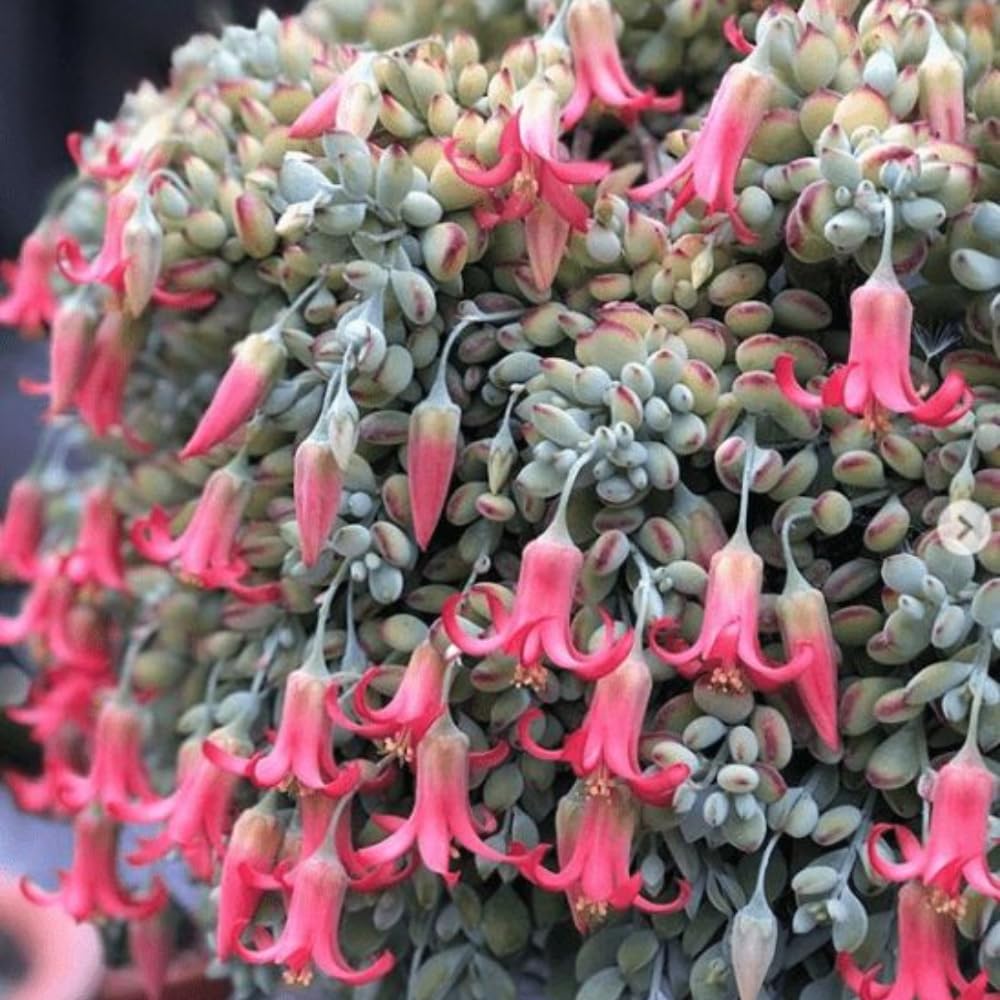 Cotyledon Pendens Succulent Plant, Trailing Succulent Houseplant Well Rooted 2'' Pot, Easy Care Indoor Plant