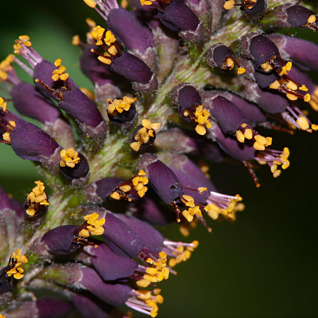 5 Amorpha fruticosa Live Plants 6–12 Inch | False Indigo Bush Starter Tree | Fast-Growing Native Plant with Showy Purple Blooms | Great for Wild Gardens