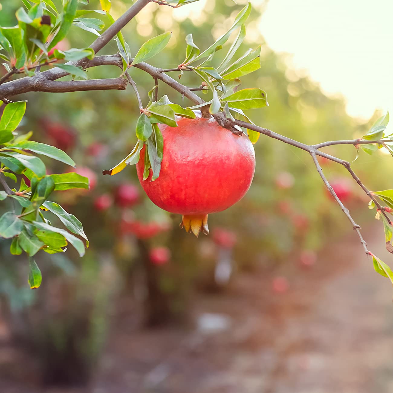 PERFECT PLANTS Wonderful Pomegranate Tree Large Delicious Fruit |, 1 Gal, Heavy Producer, 1 count