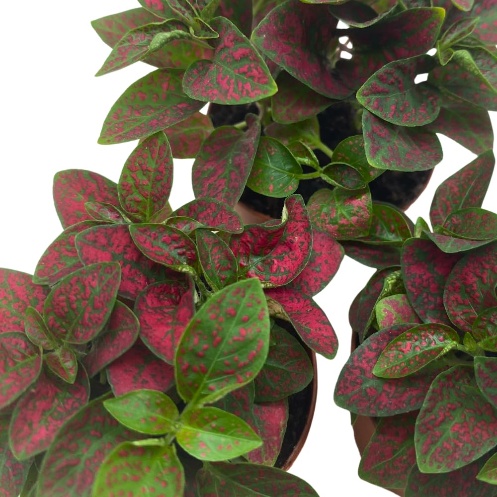 BubbleBlooms Red Hypoestes phyllostachya 2 inch Set of 3 Flamingo Polka Dot Plant Tiny Mini Pixie Plants