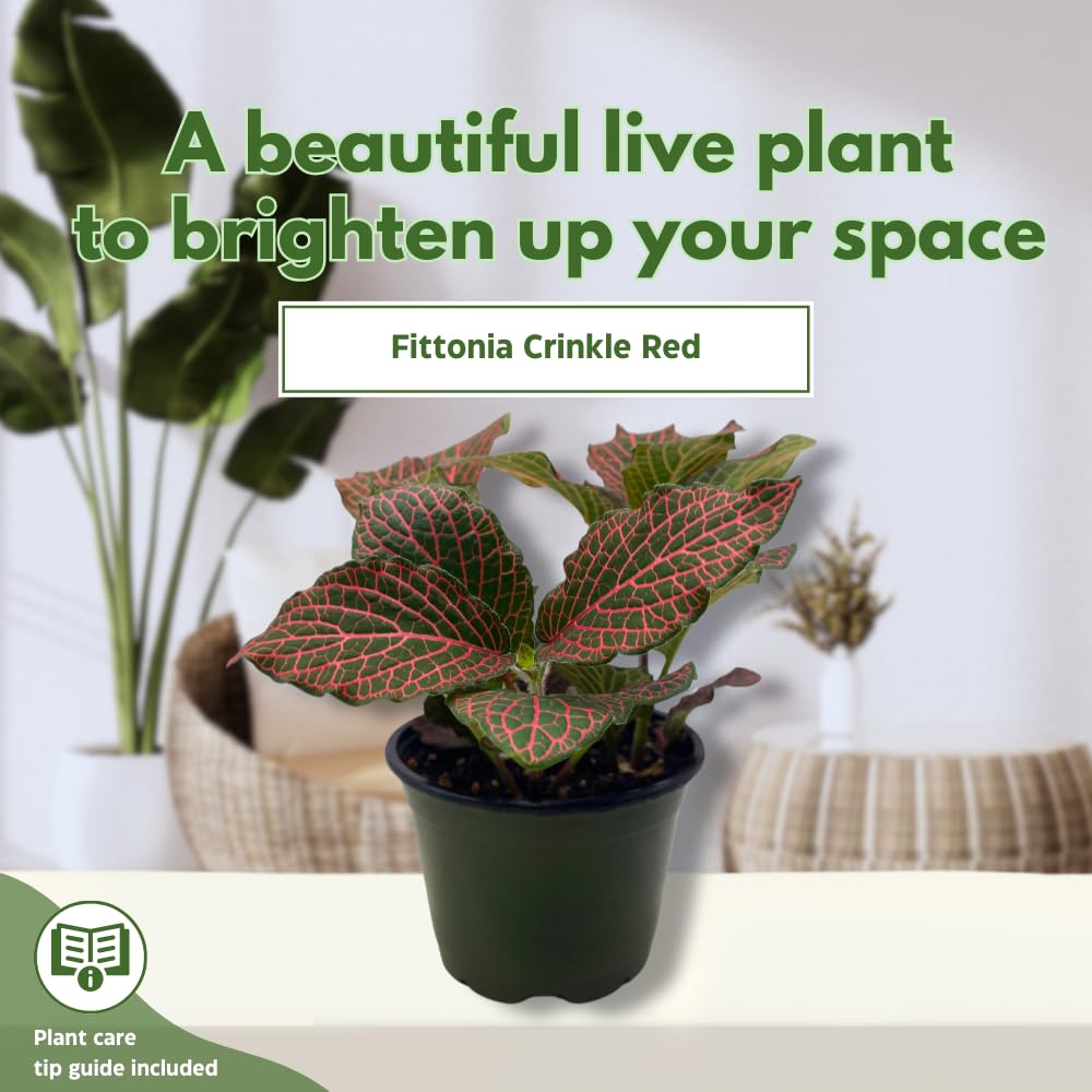 BubbleBlooms Red Nerve Plant, Fittonia Verschaffeltii, Ruby Red Mosaic Plant in a 4 inch Pot