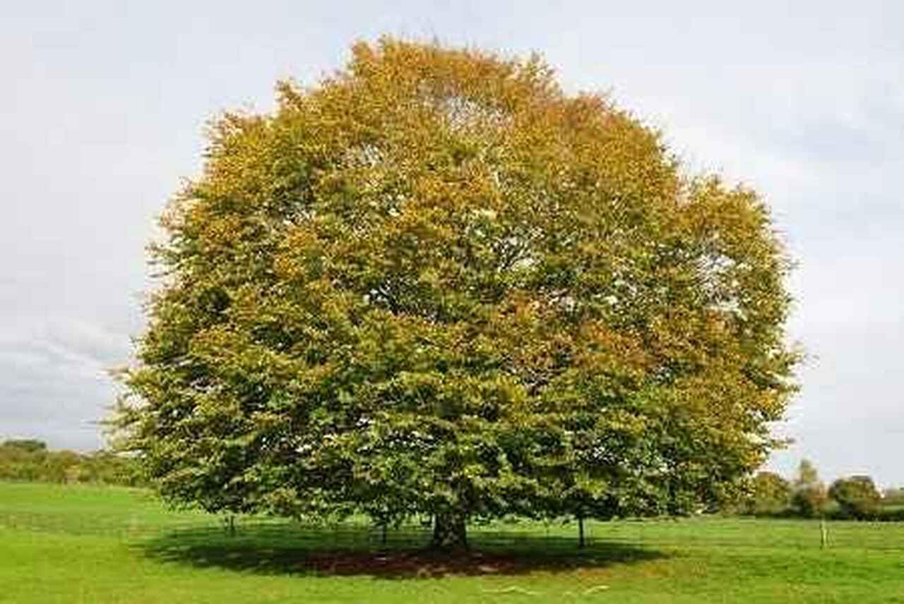 Live Plant - 2 American Beech Trees - 6-12" Tall Live Plants - Quart Pots - Fagus grandifolia