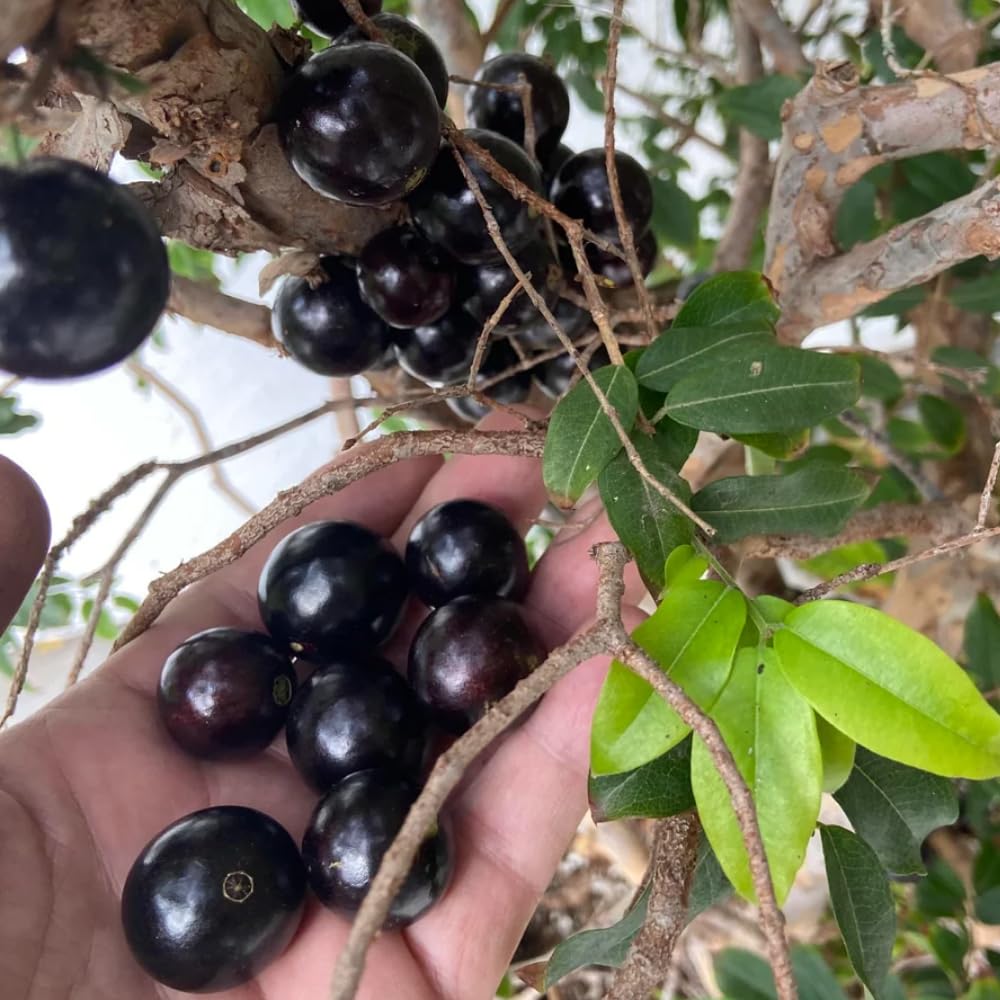 Jaboticaba Tree Live Plant in 3 Gallon Pot, Jaboticaba Sabara, Black Grape Fruit Trees from 2 to 3 Feet Tall for Outdoor Planting, No Ship to CA