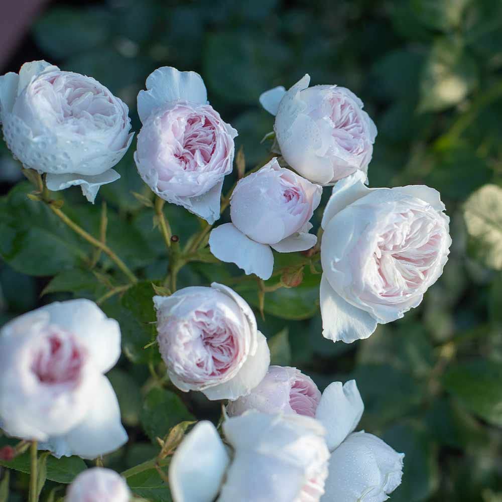 Heirloom Floribunda Roses, Live Own Root Plant for Outdoor Garden, Parfuma® Earth Angel, Exceptionally Fragrant, Hardiness Zones: 5-9, Continual Blooming