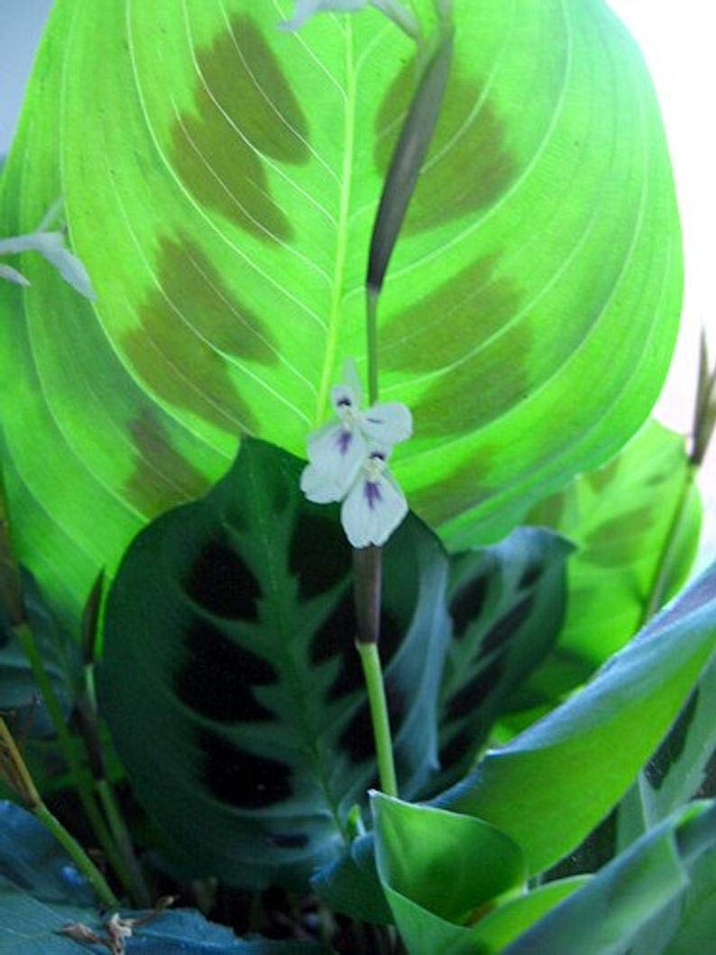 Jmbamboo-Green Prayer Plant - Maranta - Easy to Grow - 6" Hanging Basket