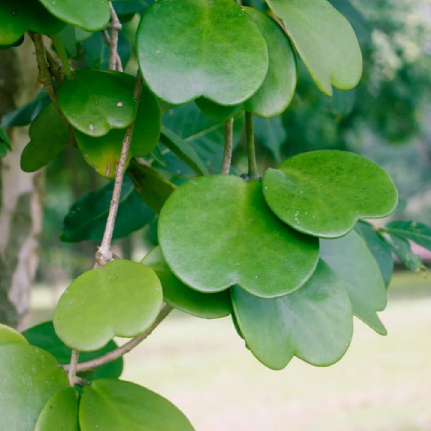 Hoya Kerrii Heart Plant Live, Hoya Plants Live Houseplants for Indoor Outdoor Garden Planting, Large Plants