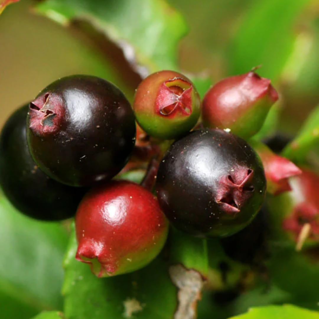 (Plug Size) 4 Black Huckleberry Trees Live Plants in 1.5" Pot, Rare Black Huckleberries Blueberry Like, Sweet Flavor, Dormant in Winter