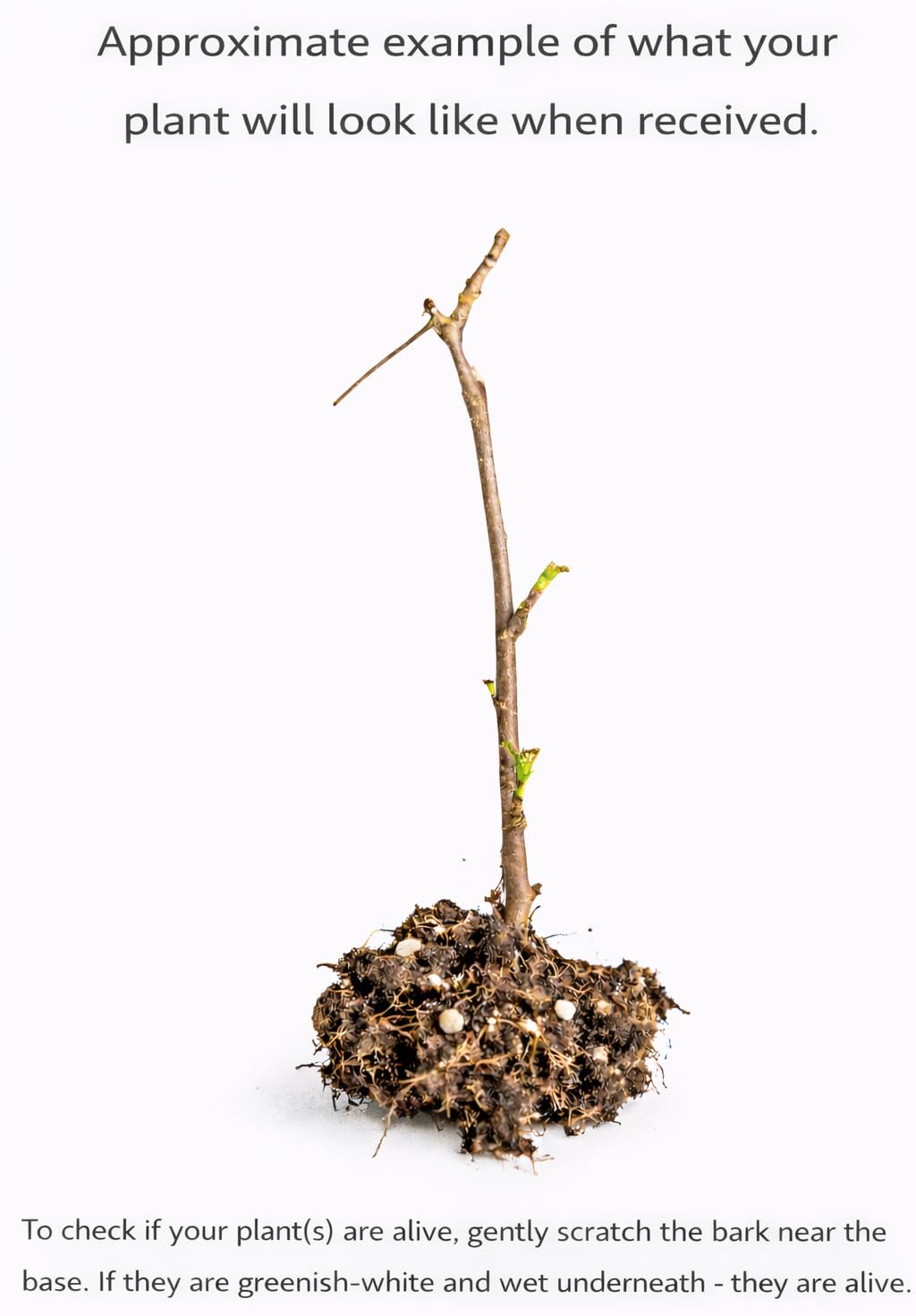 Jeanne Gooseberry Shrub - 6-12" Tall Live Plant - Red Goose Berry Bush Seedling - Edible Berries - Ribes uva-crispa 'Jeanne'