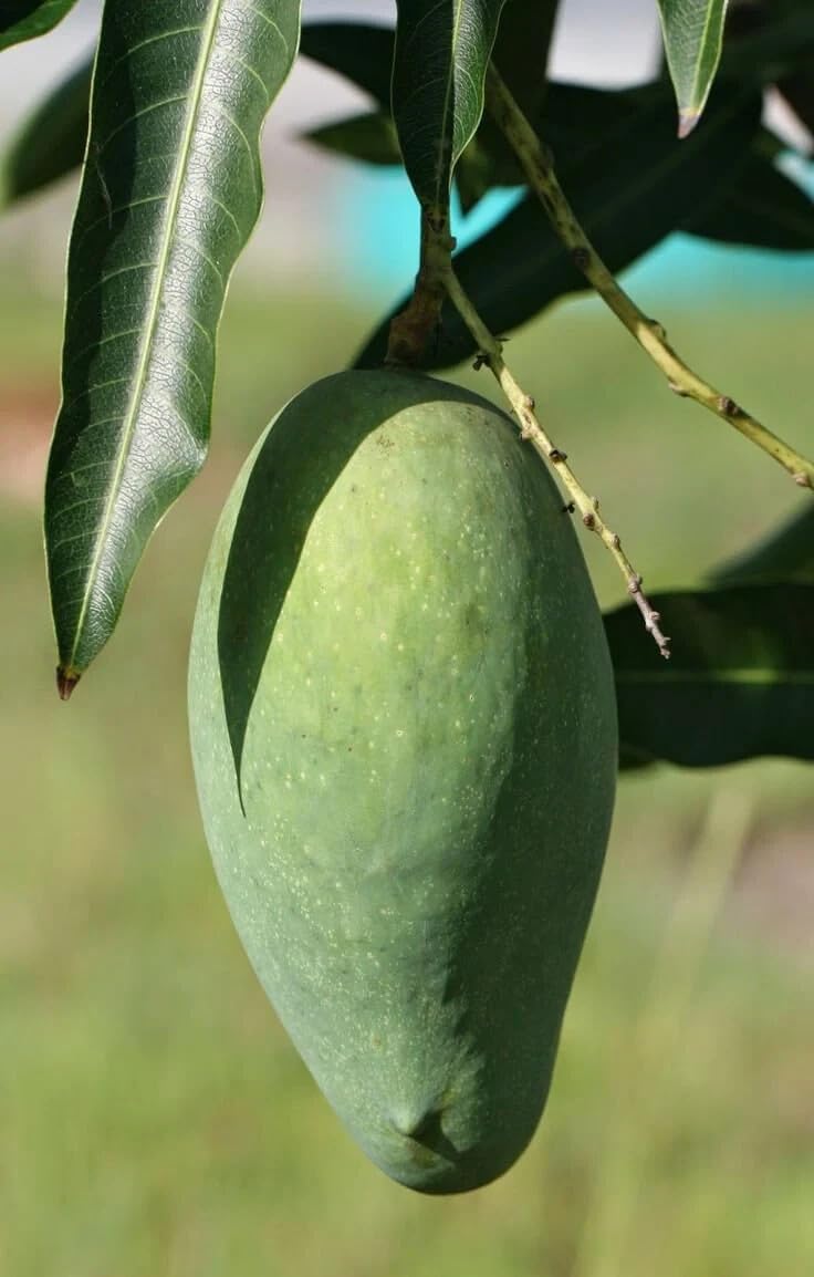 Live Plant - Grafted (Mallika) Mango 1'-3'