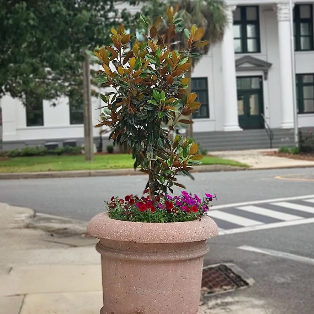 Little Gem Southern Magnolia Tree, 7 Gallon Live Nursery Pot, White Fragrant Flowers| Arbor Day Foundation (Due to Agricultural Laws, Unavailable to CA, AZ)