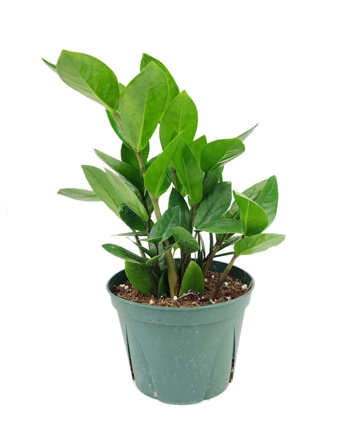ZZ Plant (4" Grower Pot) - Low Light and Healthy Houseplant - Easy to Care, Easy to Grow Plants for Beginners - Live Healthy Houseplant for Home Office Decoration - Air-Purifying Indoor Plant