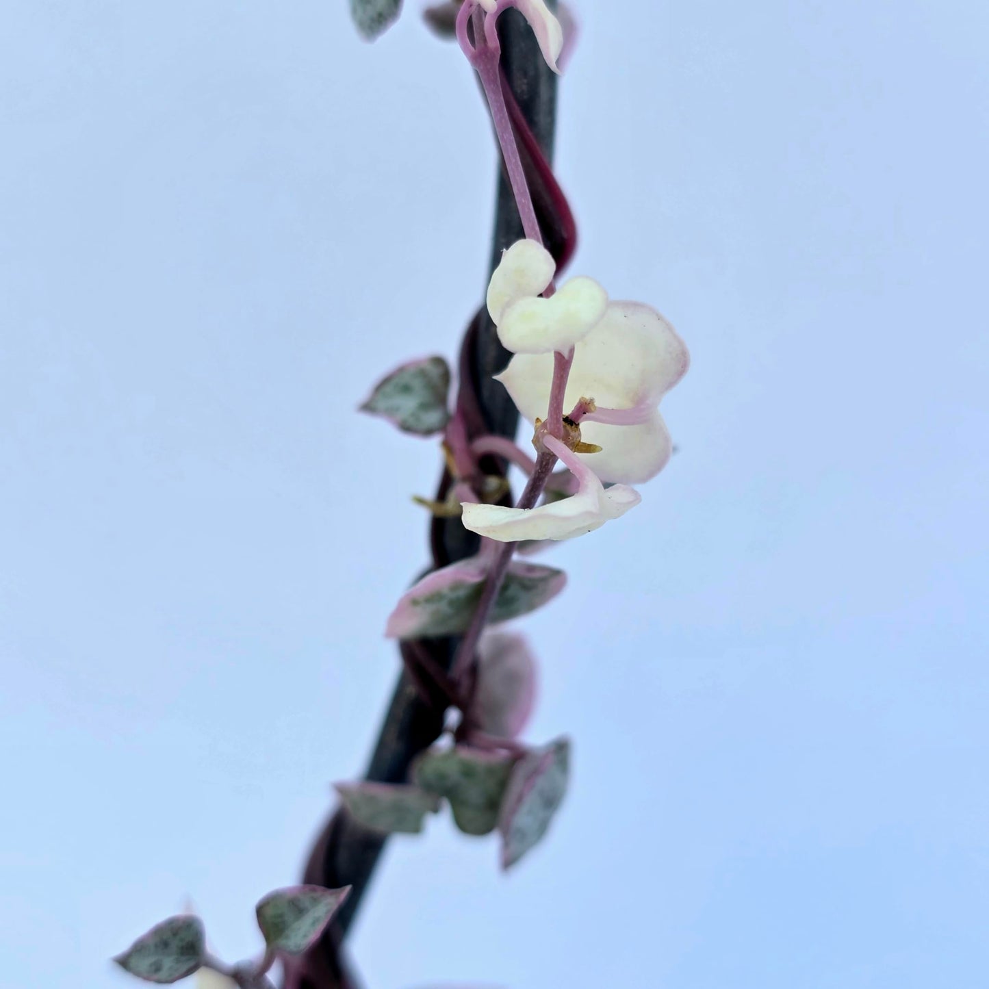 Variegated String of Hearts Hanging Basket, Ceropegia linearis Woodii, String of Hearts Plant Live Succulents Plants Live Houseplants, House Plants Indoors Live Indoor House Plants by Plants for Pets