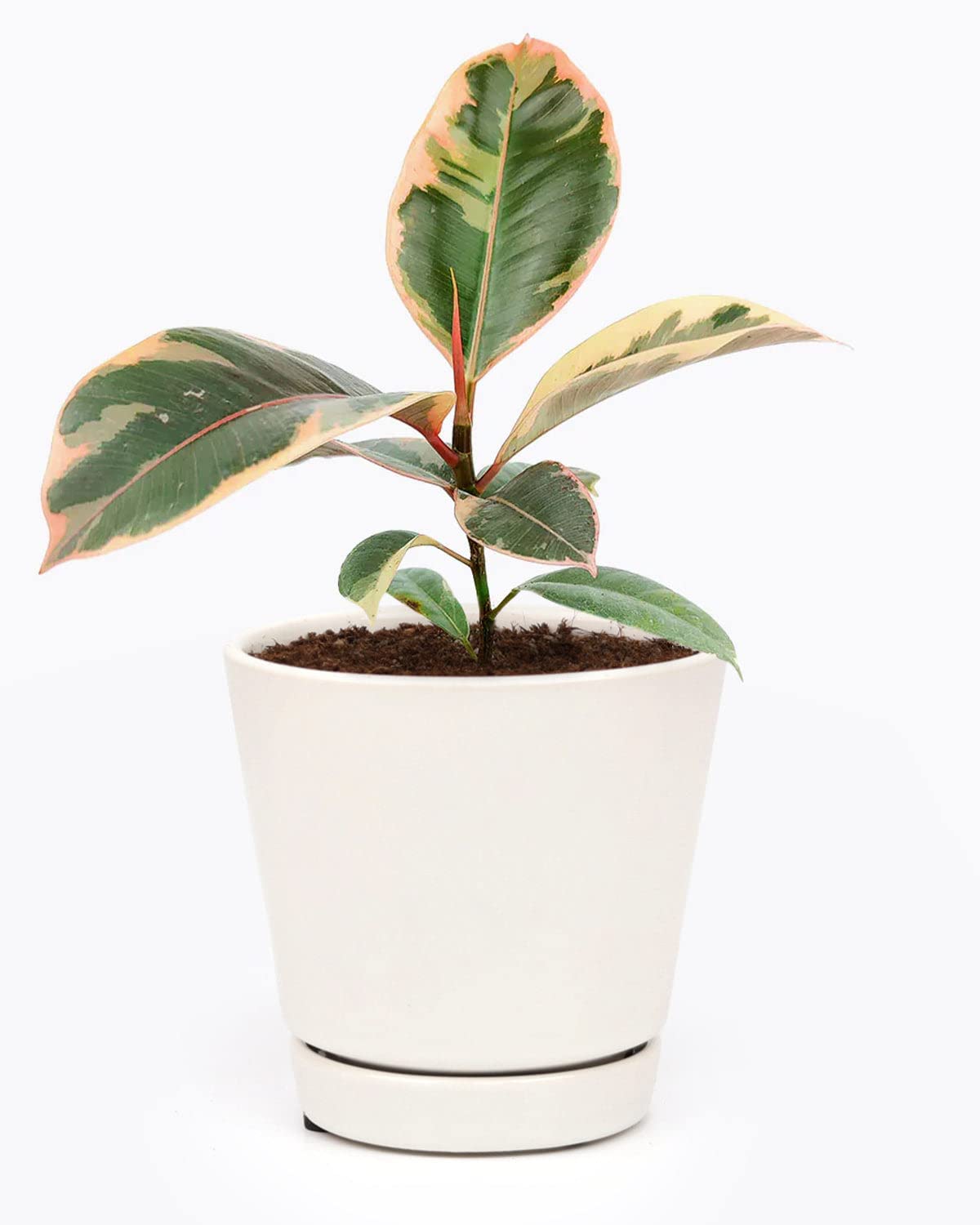 Ficus Elastica Ruby Pink (4'' Grower Pot) - Healthy Houseplant - Easy Care Indoor Houseplant