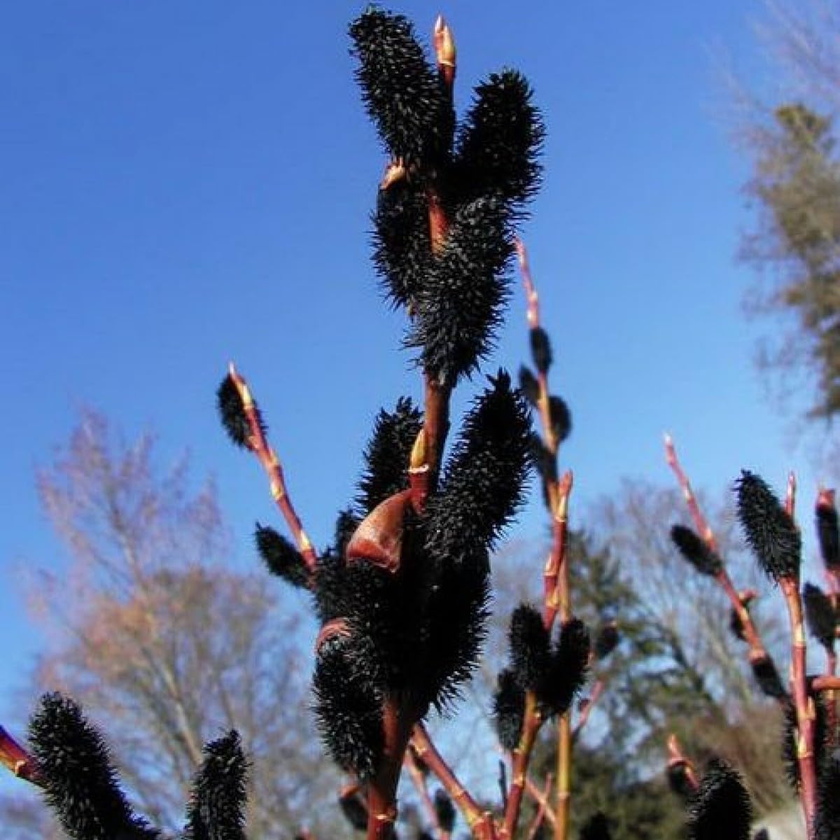 4 Black Pussy Willow Tree Cuttings to Grow - Fresh Cuttings, Ready to Plant