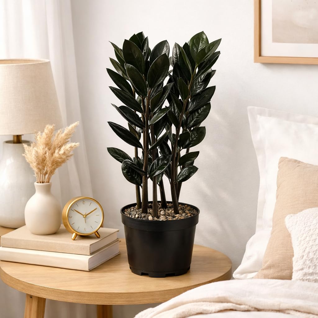 Black ZZ Plant Live Indoor Houseplant in 6 Inch Pot, Raven ZZ Plant, Zamioculcas Zamiifolia, Low Maintenance Potted Plant for Home and Office