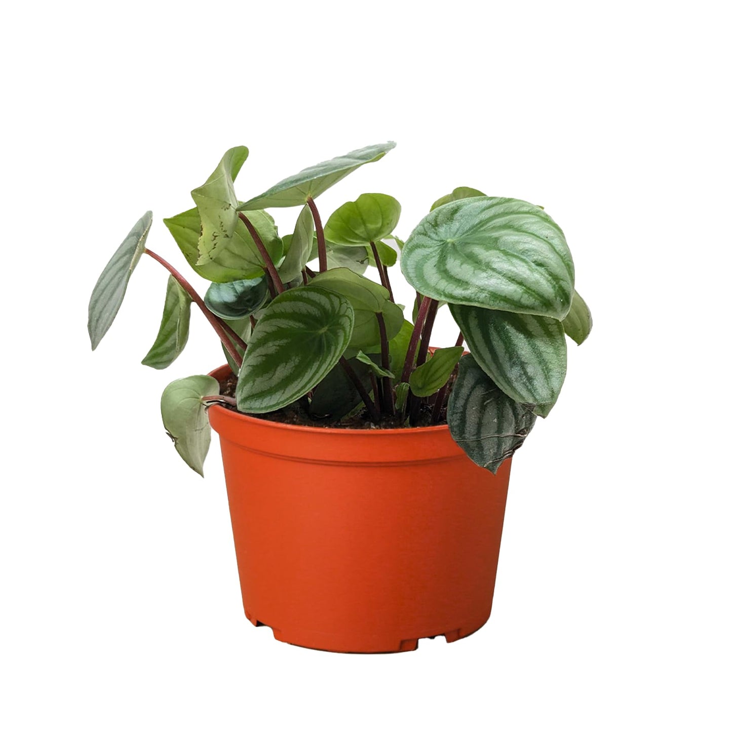 Peperomia Watermelon | Live Plant for Indoor & Outdoor | for Living Room, Office, Bathroom | (6" Pot)