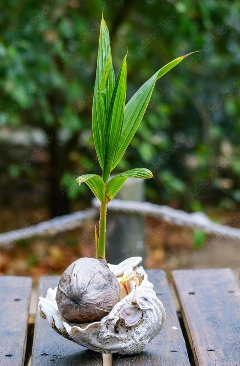 Live Green Dwarf Malayan Coconut Plant Seedling 1 to 3 Feet Tall, Cocos nucifera Plants for Planting, Sprouted Coconut Palm, Ready to Grow Produces Edible Fruits