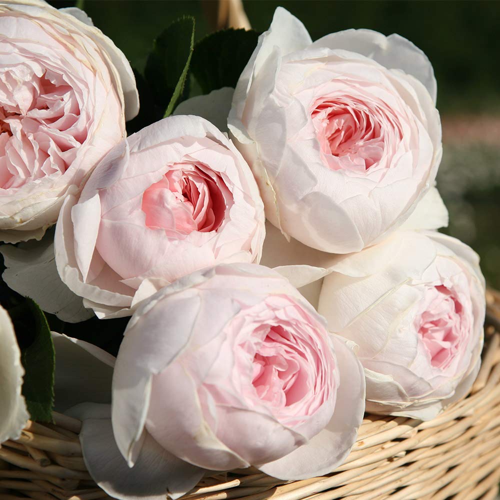 Heirloom Floribunda Roses, Live Own Root Plant for Outdoor Garden, Parfuma® Earth Angel, Exceptionally Fragrant, Hardiness Zones: 5-9, Continual Blooming