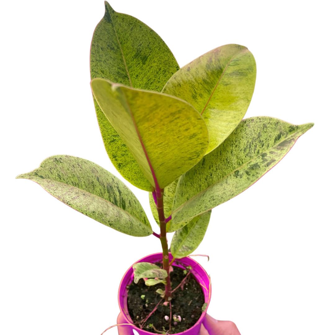 10 Pack Ficus 'shivereana' Moonshine in 4in Pot - Live Rare Plant - Easy to Grow | Variegated | USA Growers | The Snobby Leaf