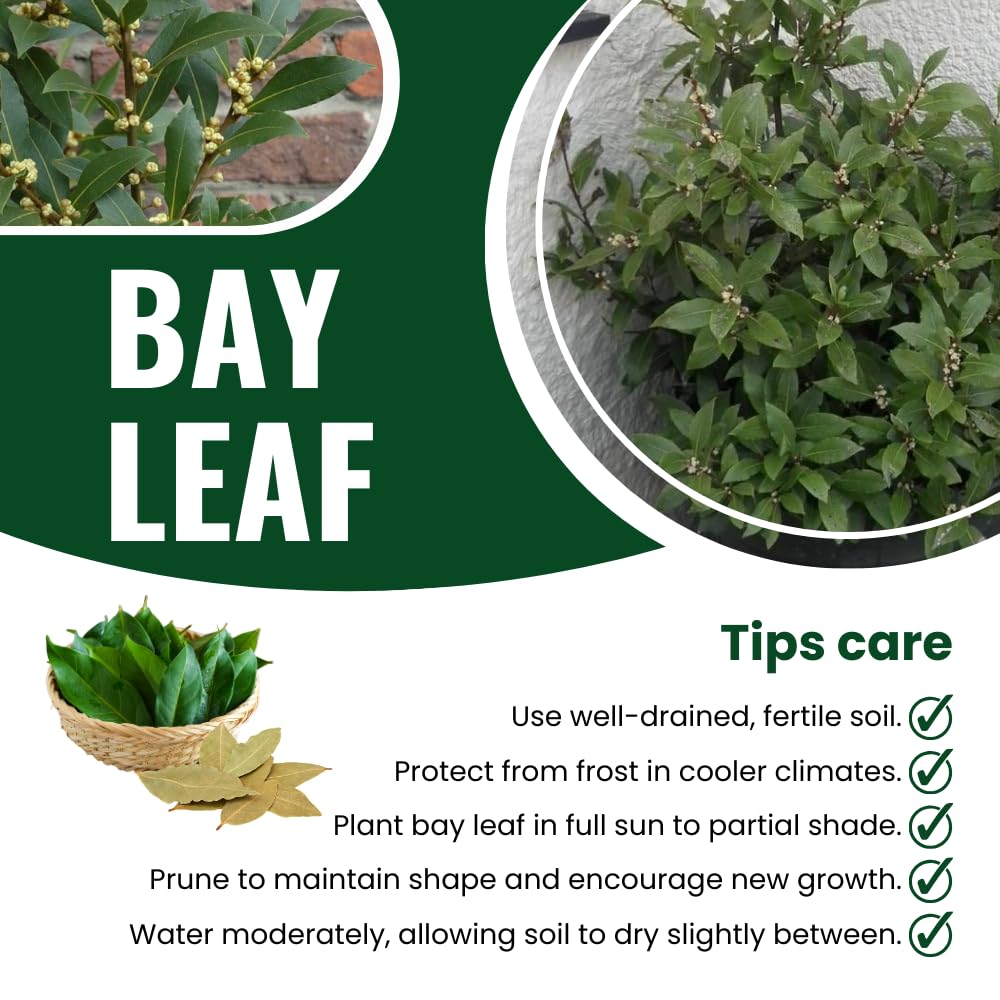 9 Months Old Bay Leaf Tree Live Plant, No Pot Bay Laurel Plants Tree Live for Outdoor Planting, 5-8" in Tall, Fragrant Laurus Nobilis Live Plant