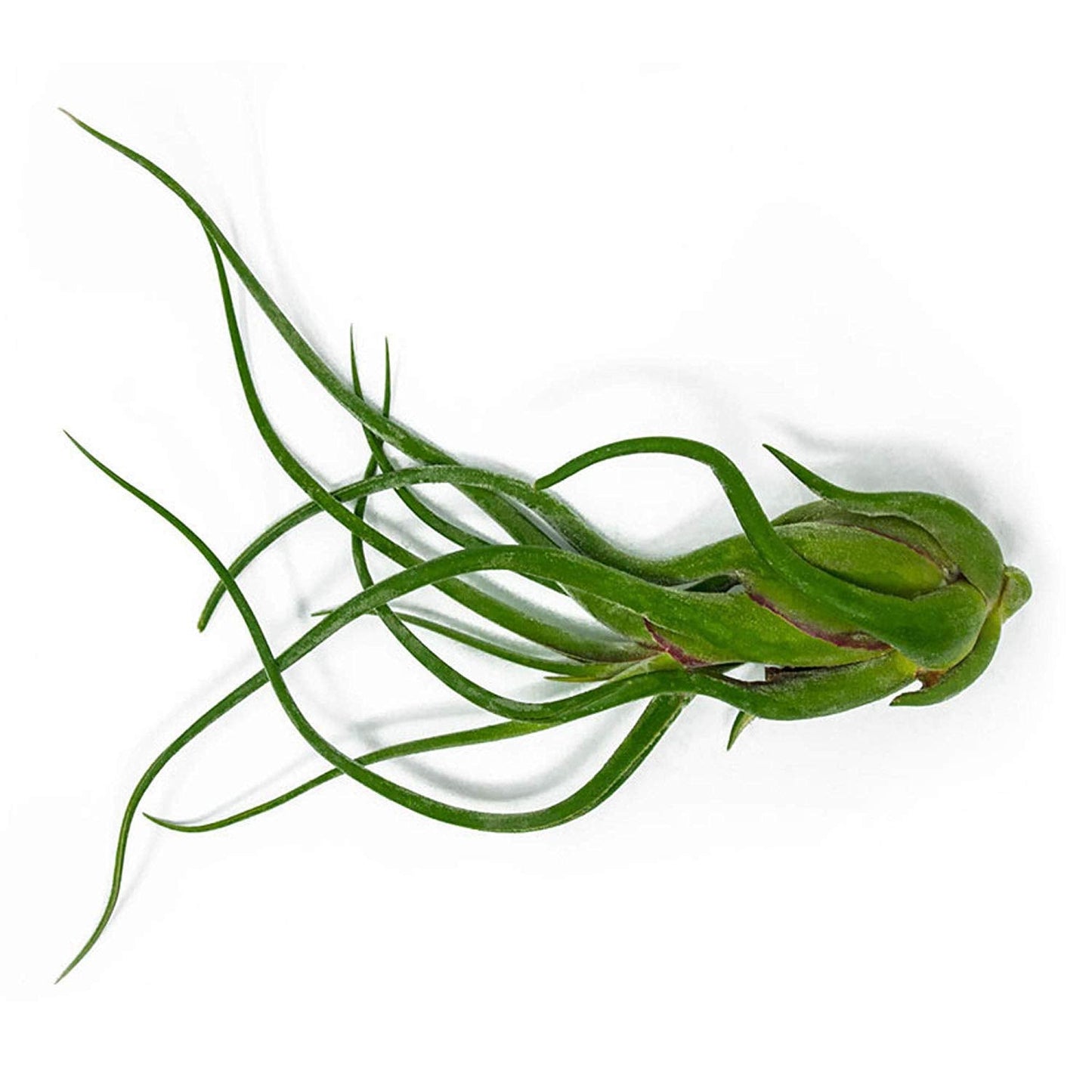 Tillandsia Air Plants Live Indoor Plants (100 Pack), Air Plants Bulk Party Favors or Wedding Favors Live Plants, Air Plant Lover Gifts, DIY Terrarium Kit, Air Succulents Plants Live by Plants for Pets