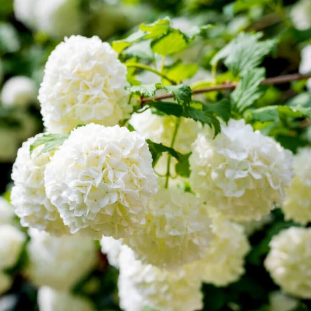Old Fashion Viburnum Plant Live for Planting, Snowball Viburnum Shrub Viburnum Bush in 4 Inch Pot, Viburnum Tree Ready to Grow