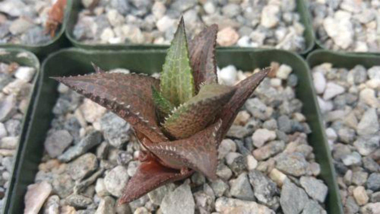 Haworthia veneosa Tessellata Cacti Cactus Succulent Real Live Plant