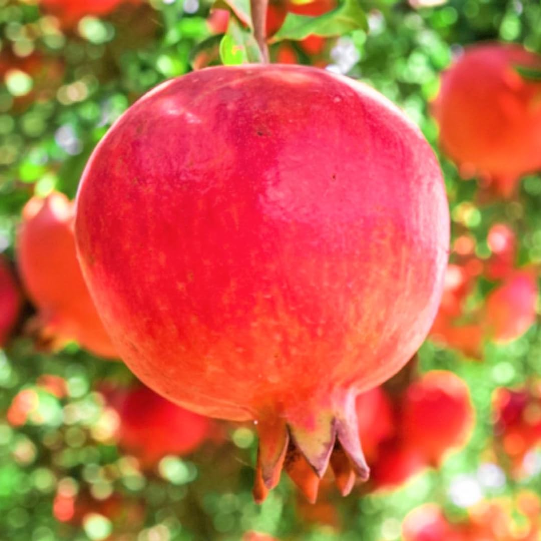 Pomegranate Tree Live Plant, Potted Pomegranate Plant, 6 to 10 Inch Tall, Pomegranate Fruit Tree, Pomegranate Plants Live, Pomegranate Bush, Red Pomegranate Tree, 1 Year-Old Plant