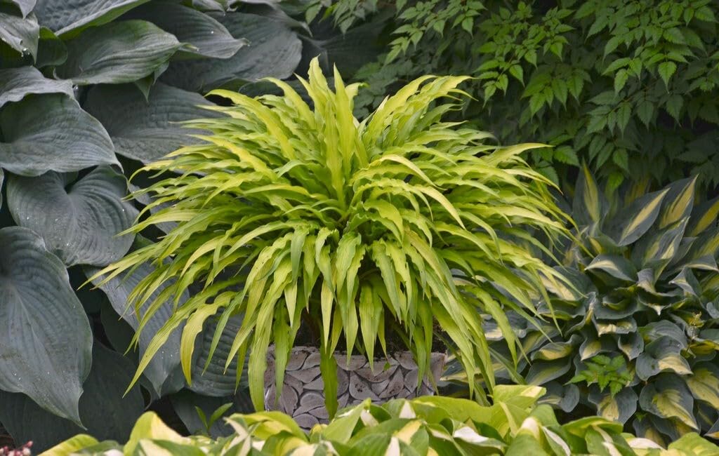 Live Plant - Curly Fries Hosta - Starter Plant